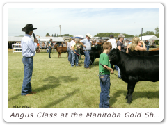 Angus Class at the Manitoba Gold Show, Harding, MB