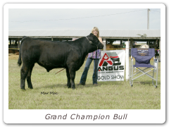Grand Champion Bull
Swindon Touchstone 10X