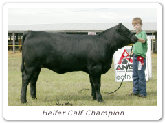 Heifer Calf Champion
TVA Tibbie 11X
