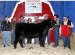 ResRanchersChoiceBullMedium1