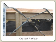 Crated heifers